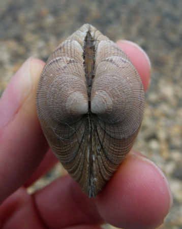Pacific littleneck clam (Leukoma staminea)