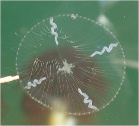 Cross jelly • Mitrocoma cellularia - Biodiversity of the Central Coast