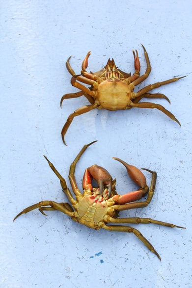 Northern kelp crab  (Pugettia producta)