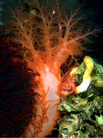 Orange sea cucumber (Cucumaria miniata)