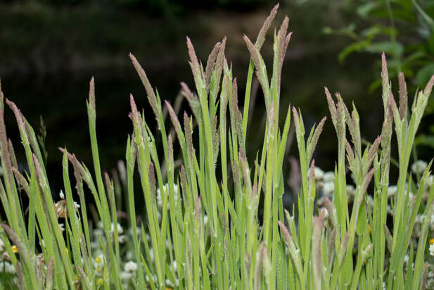 Common velvet-grass  (Holcus lanatus)