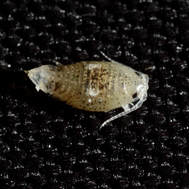 Isopod (Excirolana chiltoni)