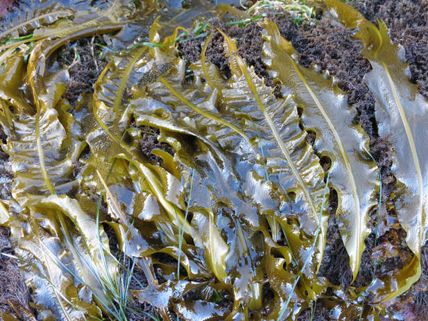 Winged kelp (Alaria marginata)