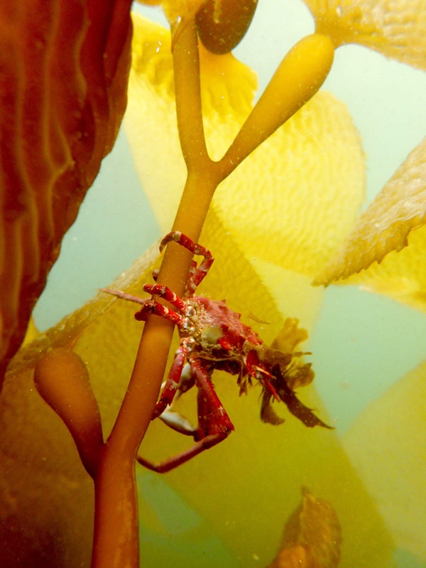 Cryptic kelp crab (Pugettia richii)