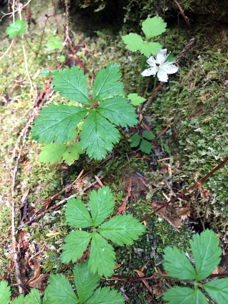 Five-leaved bramble (Rubus pedatus)