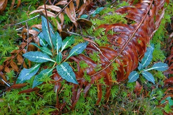 Rattlesnake-plantain (Goodyera oblongifolia)