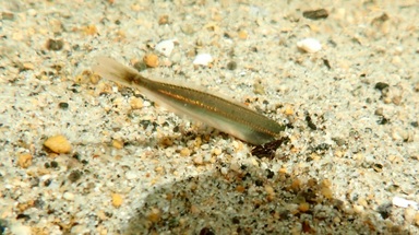 Pacific sand lance (Ammodytes hexapterus)