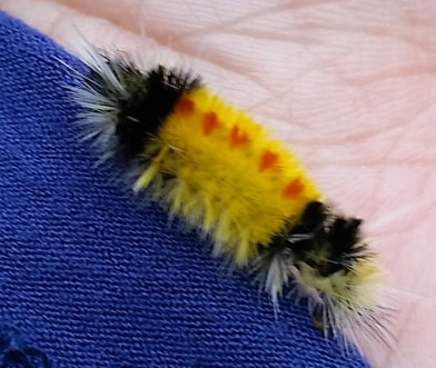 Spotted tussock moth (Lophocampa maculata)