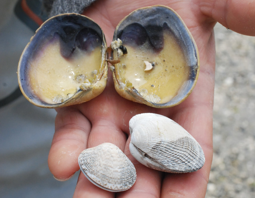 Japanese littleneck clam, Manila clam, steamer clam (Venerupis philippinarum)