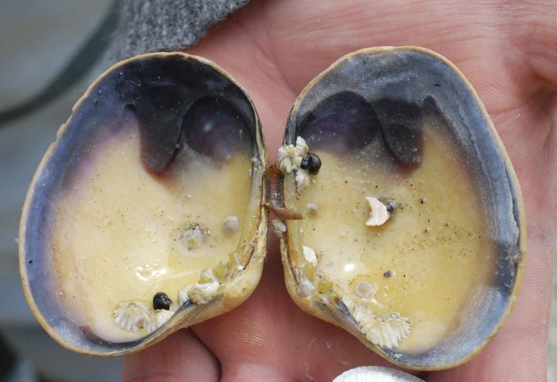 Japanese littleneck clam (Venerupis philippinarum)